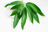 Mango Leaves for Pooja | Aam Patte For Pooja